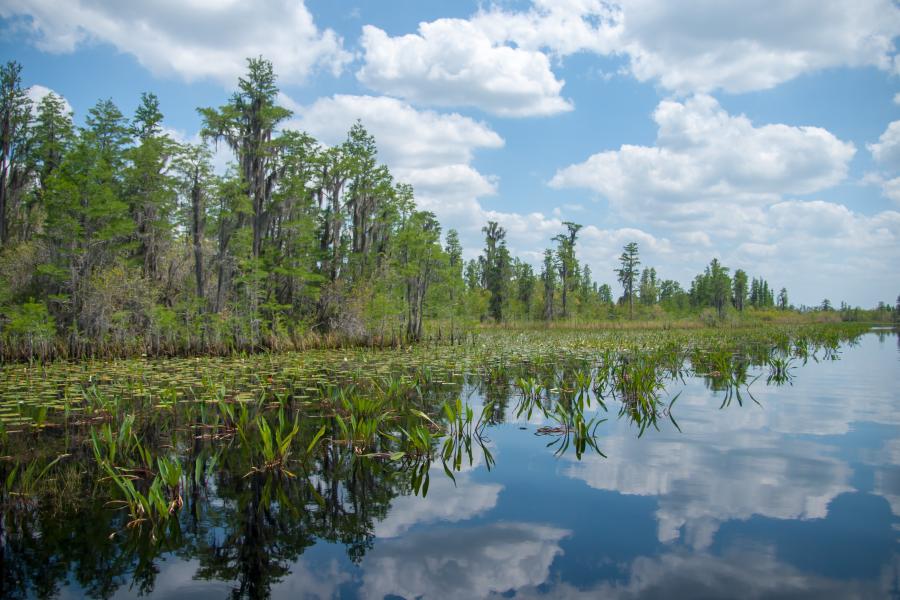 Georgia Wetlands